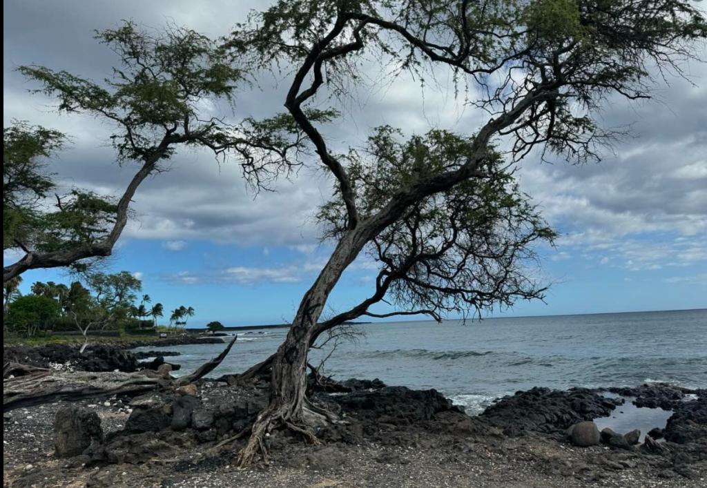 Photo of a Rocky Beach on Maui